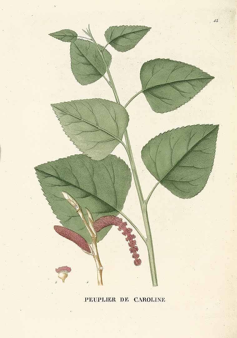 Populus sargentii — photo