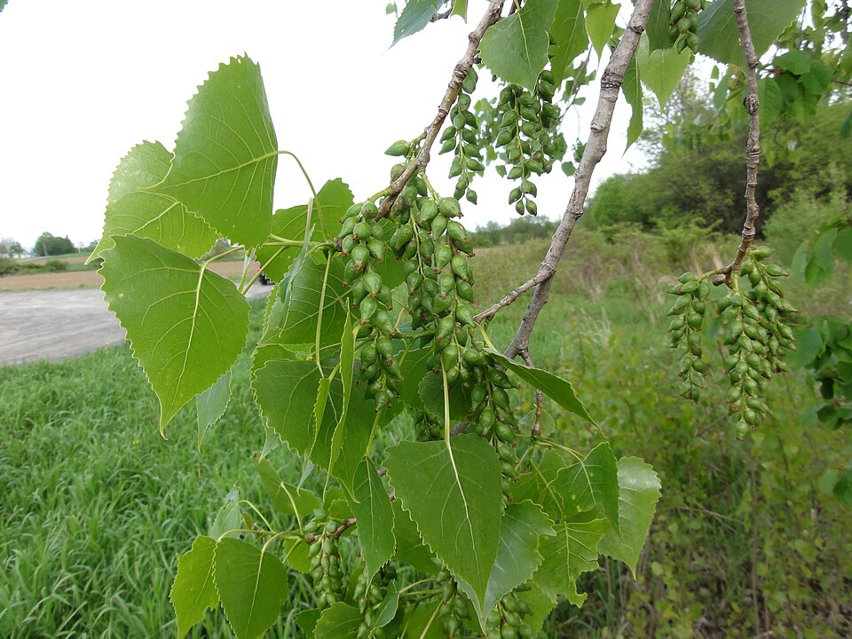 Populus sargentii