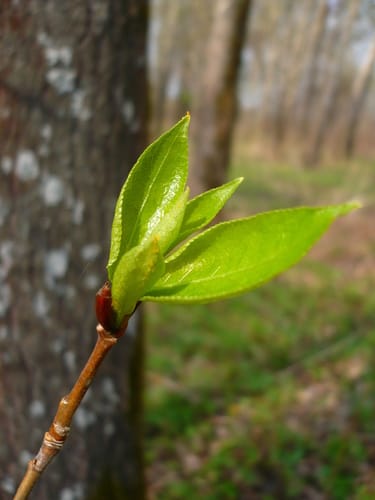 Populus simonii (Chinese Cottonwood) — photo