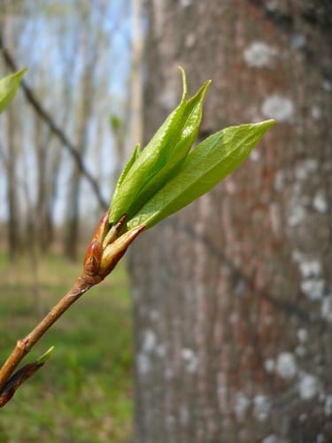 Populus simonii (Chinese Cottonwood) — photo