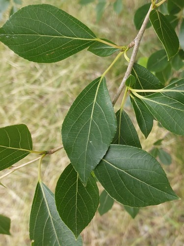 Populus simonii
