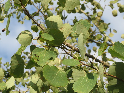Populus tremula (Aspen) — photo
