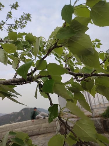 Populus tremula var. davidiana — photo