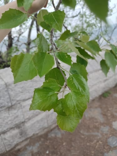 Populus tremula var. davidiana