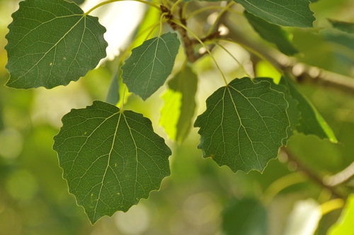 Populus tremula var. davidiana — photo