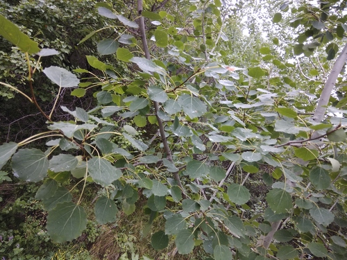 Populus tremula var. sieboldii (Japanese aspen) — photo