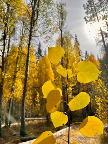Populus tremuloides (American aspen) — photo
