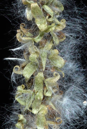 Populus tremuloides (American aspen) — photo