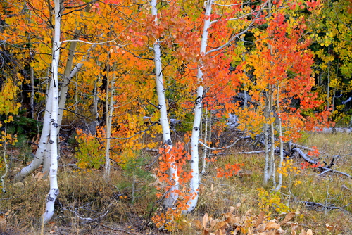 American aspen