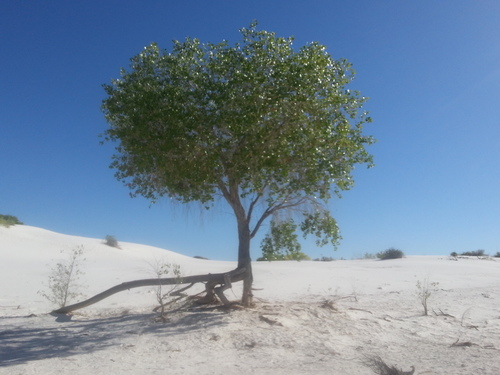 Populus wislizeni