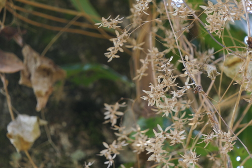 Porana paniculata — photo
