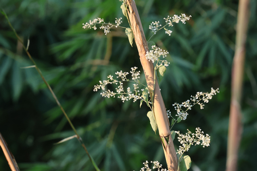 Porana paniculata