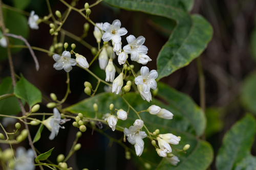 Porana volubilis