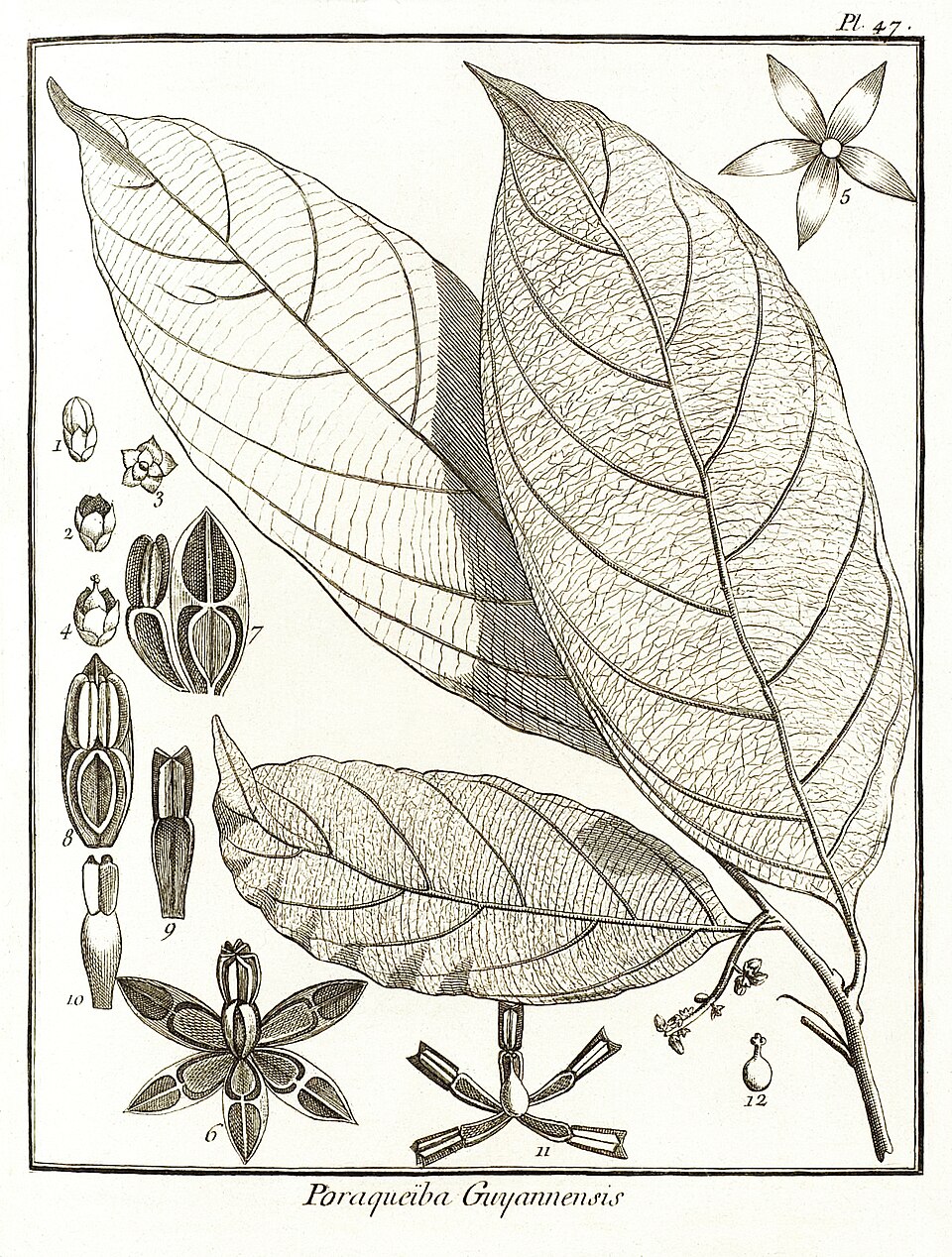 Poraqueiba guianensis (Guianas poraqueiba) — photo