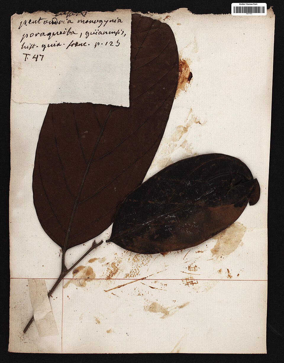 Poraqueiba guianensis