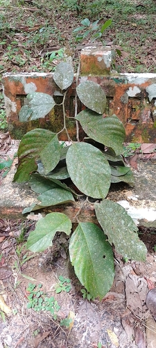 Poraqueiba sericea (Silky poraqueiba) — photo