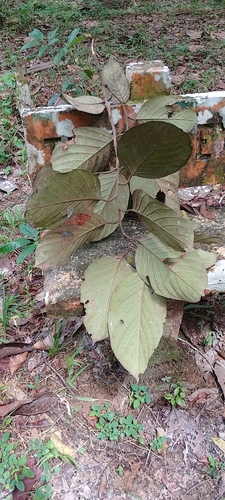 Poraqueiba sericea (Silky poraqueiba) — photo