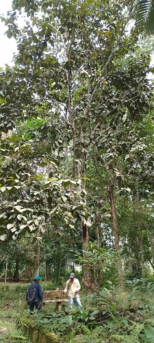 Poraqueiba sericea