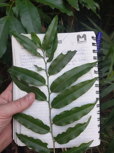 Porcelia macrocarpa (Big fruit porcelia) — photo