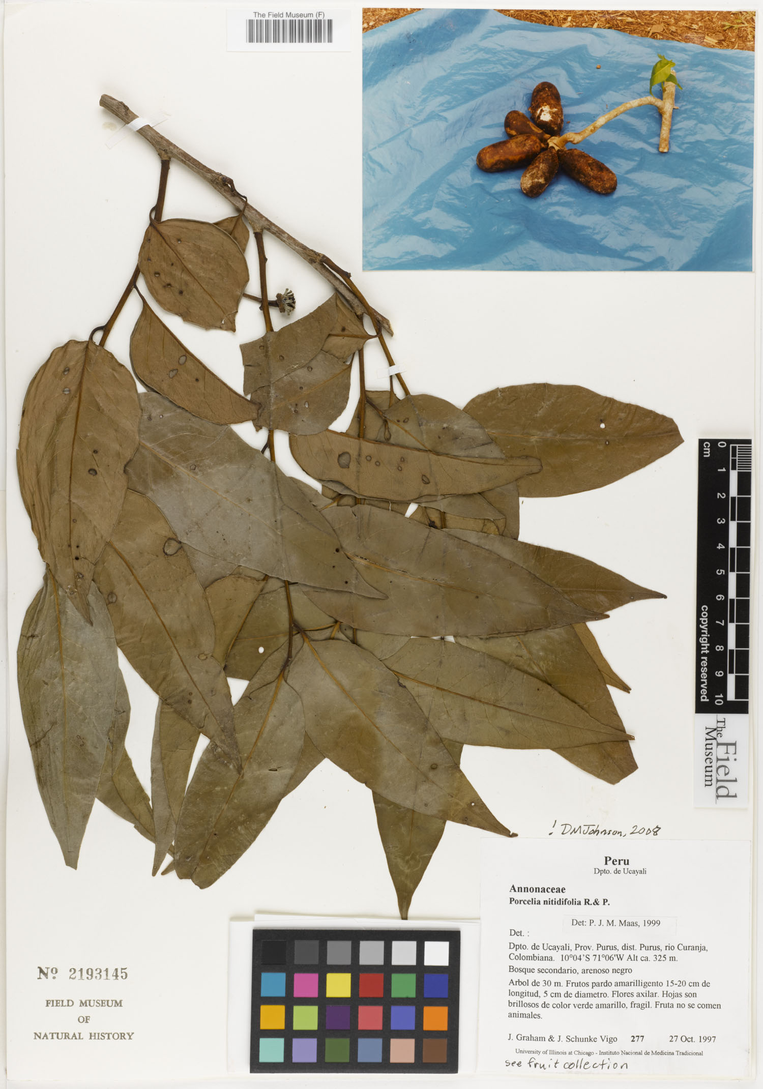 Porcelia nitidifolia (Glossy leaf porcelia) — photo