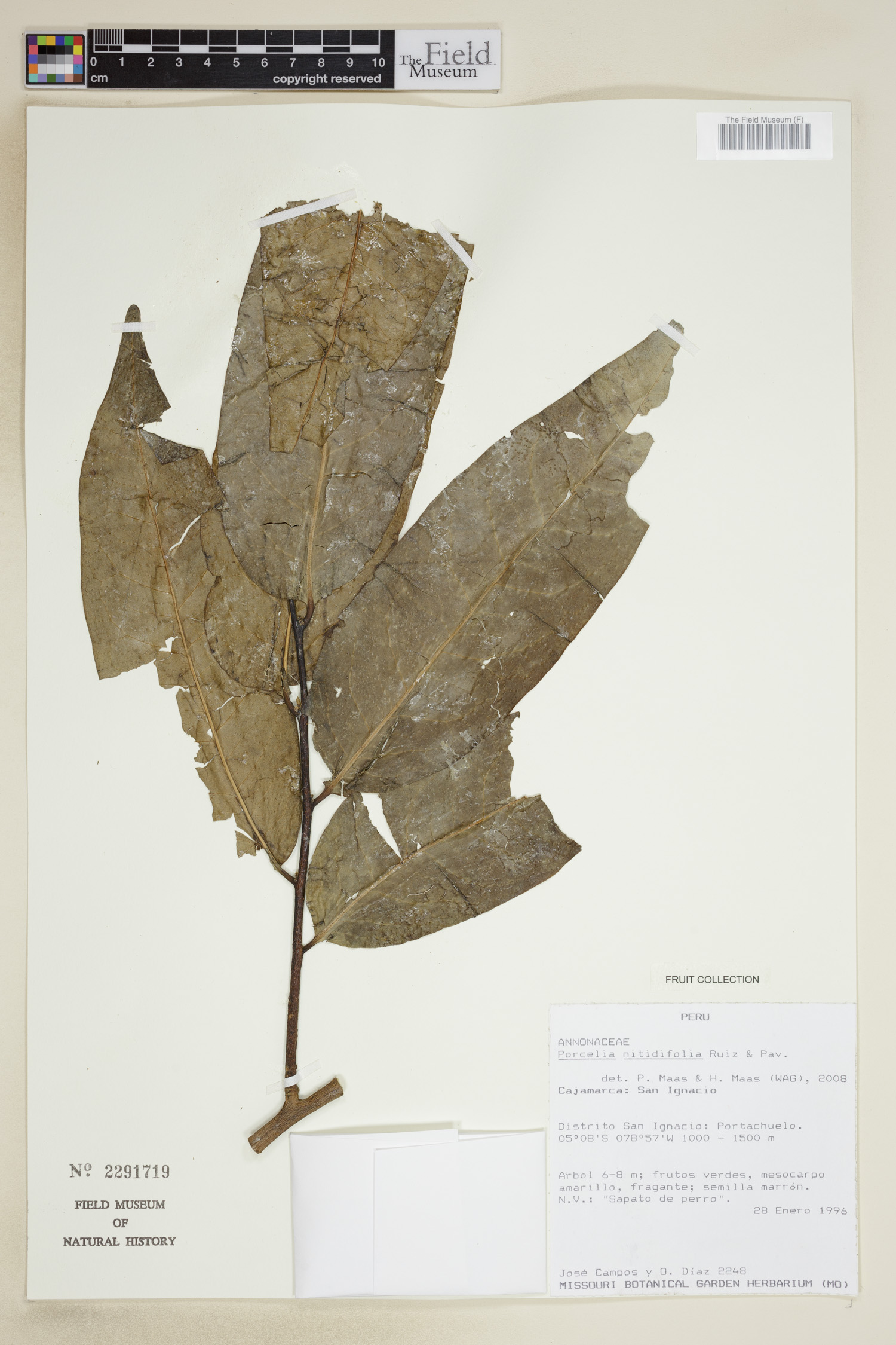 Porcelia nitidifolia (Glossy leaf porcelia) — photo