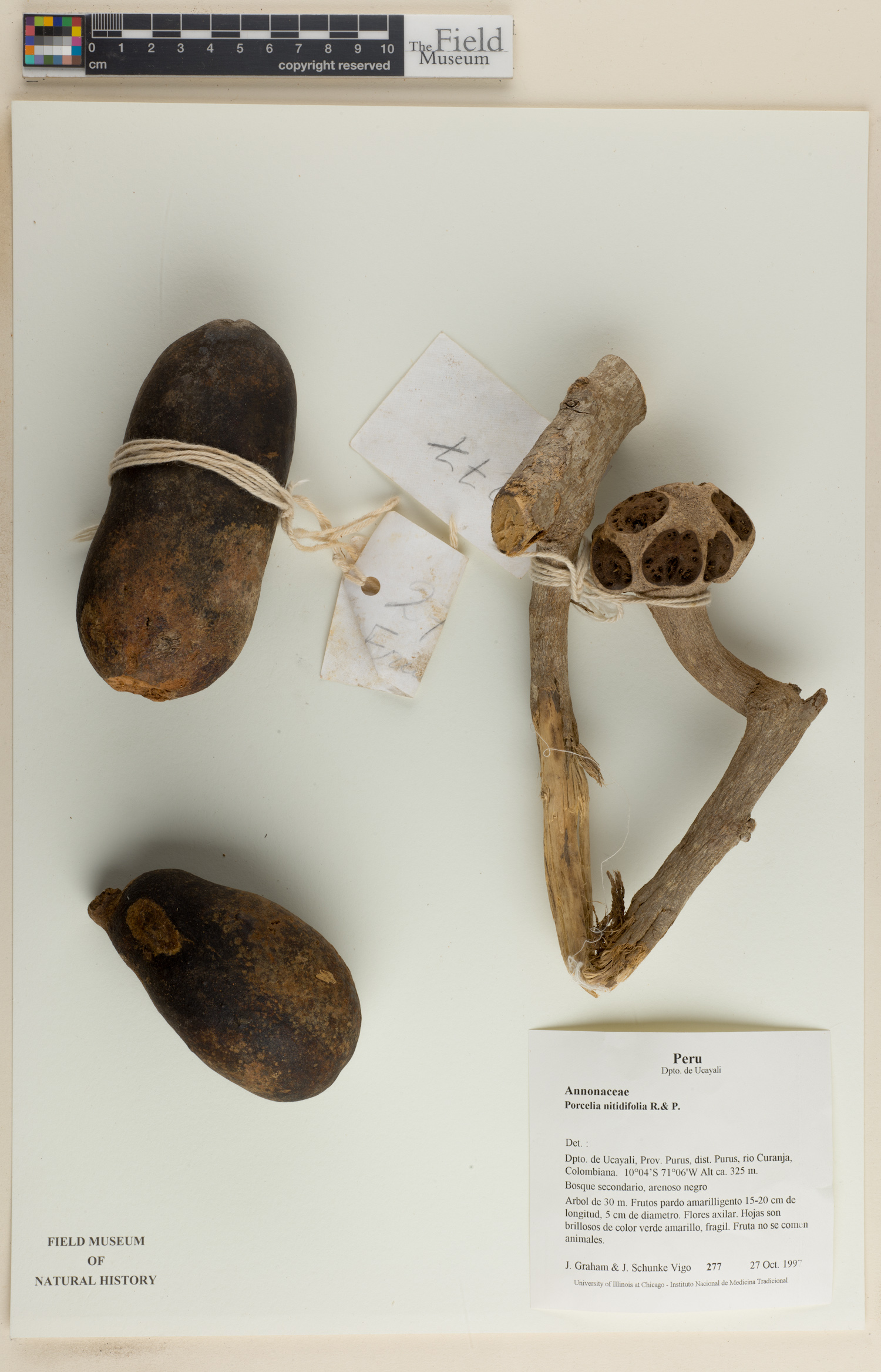 Porcelia nitidifolia