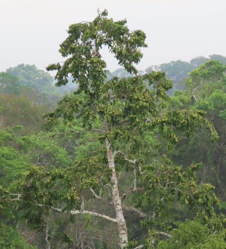 Porcelia ponderosa (Ponderosa porcelia) — photo