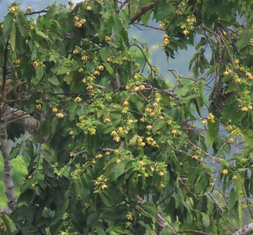 Porcelia ponderosa (Ponderosa porcelia) — photo