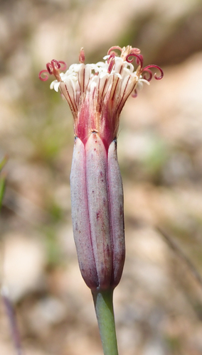 Porophyllum gracile (Pleasing poreleaf) — photo