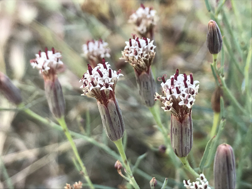 Porophyllum gracile (Pleasing poreleaf) — photo