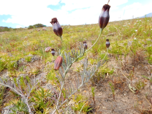 Porophyllum linaria — photo