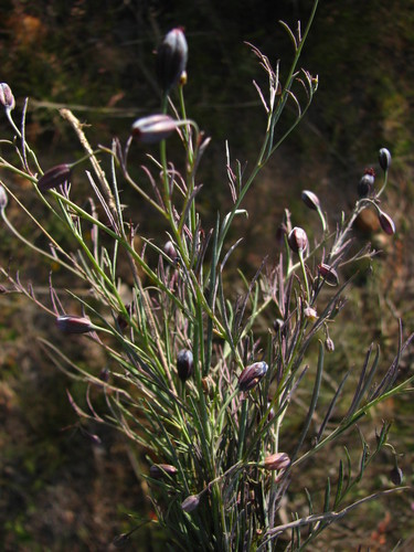 Porophyllum linaria — photo