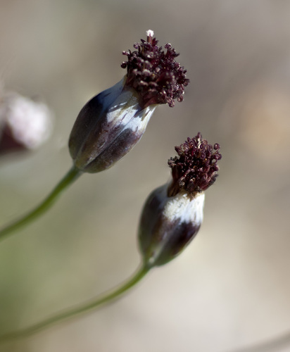 Porophyllum linaria