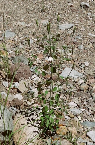 Porophyllum macrocephalum (Papalo) — photo