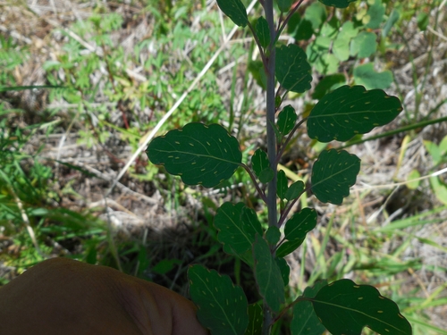 Porophyllum macrocephalum (Papalo) — photo