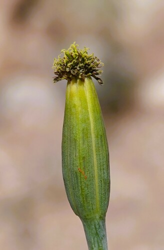 Porophyllum macrocephalum