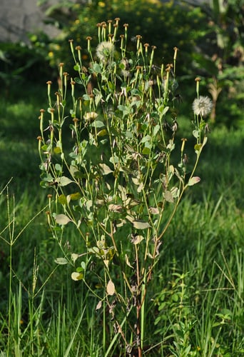 Porophyllum ruderale (Poreleaf) — photo