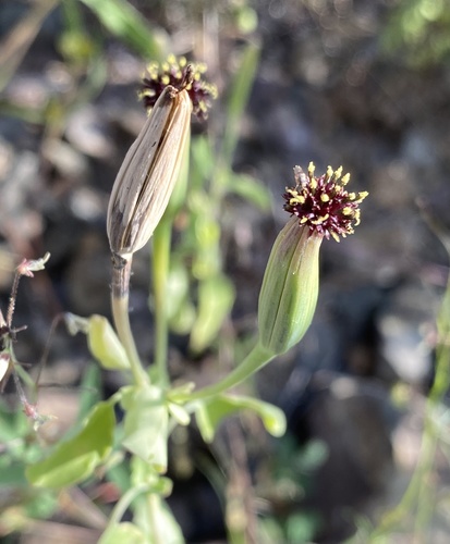 Porophyllum ruderale (Poreleaf) — photo