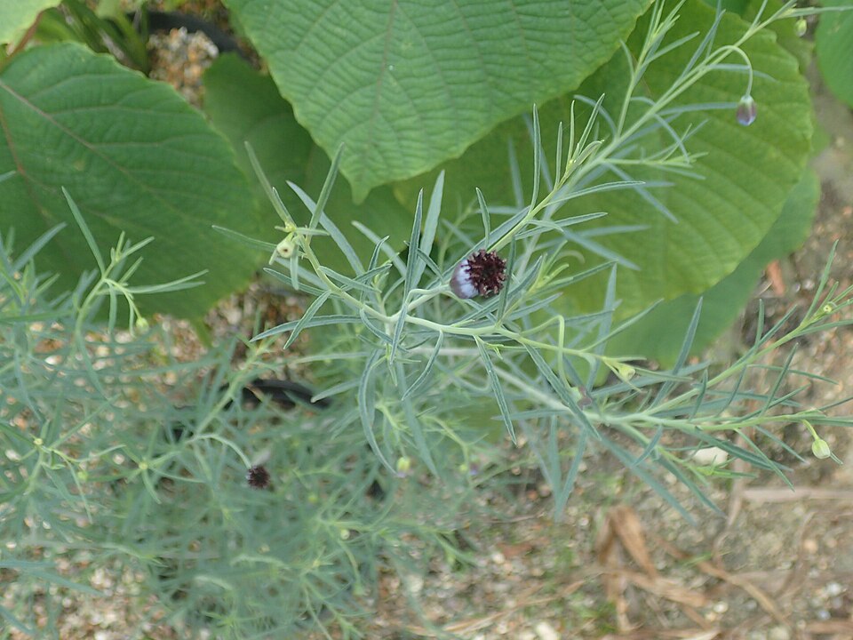 Porophyllum tagetoides — photo