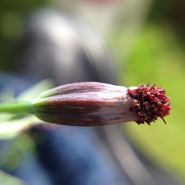 Porophyllum tagetoides