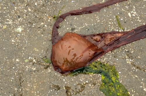 Porphyra abbottae (Black seaweed) — photo