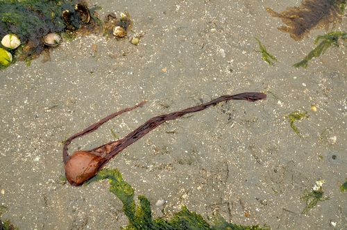 Porphyra abbottae