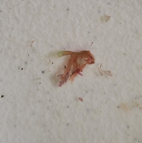 Porphyra laciniata (Laver) — photo