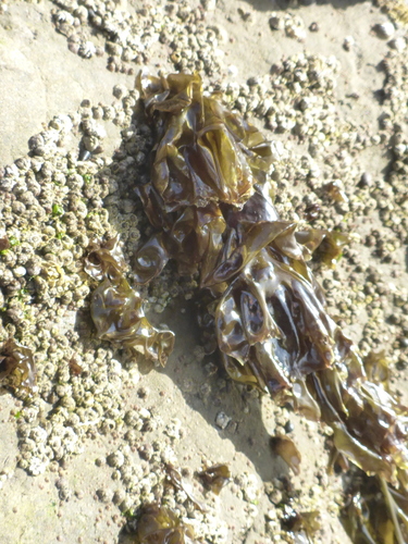 Porphyra lanceolata — photo