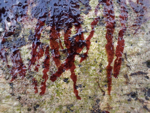 Porphyra linearis (Laver) — photo