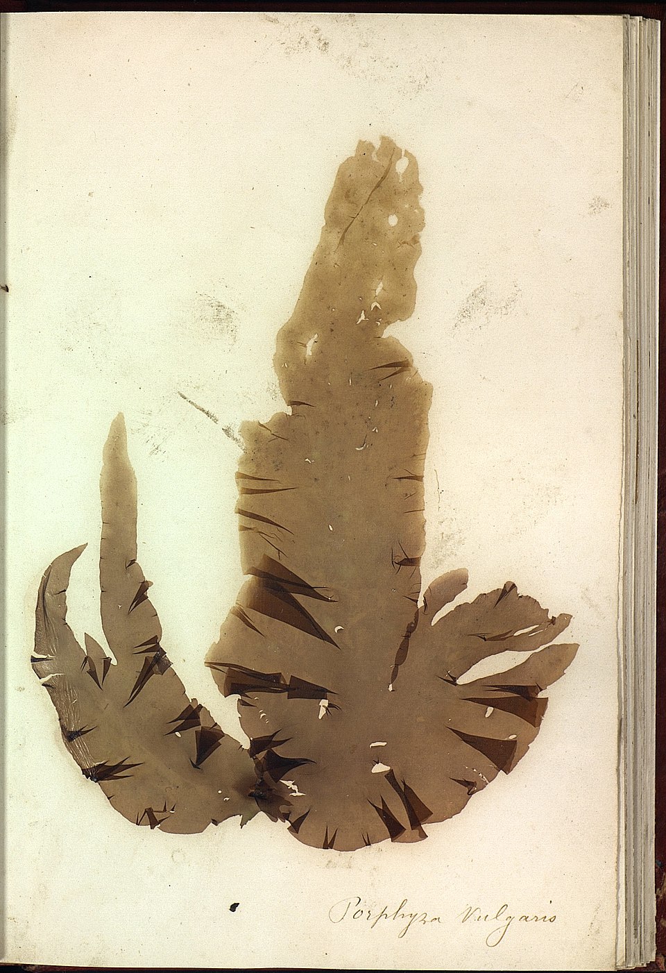 Porphyra vulgaris