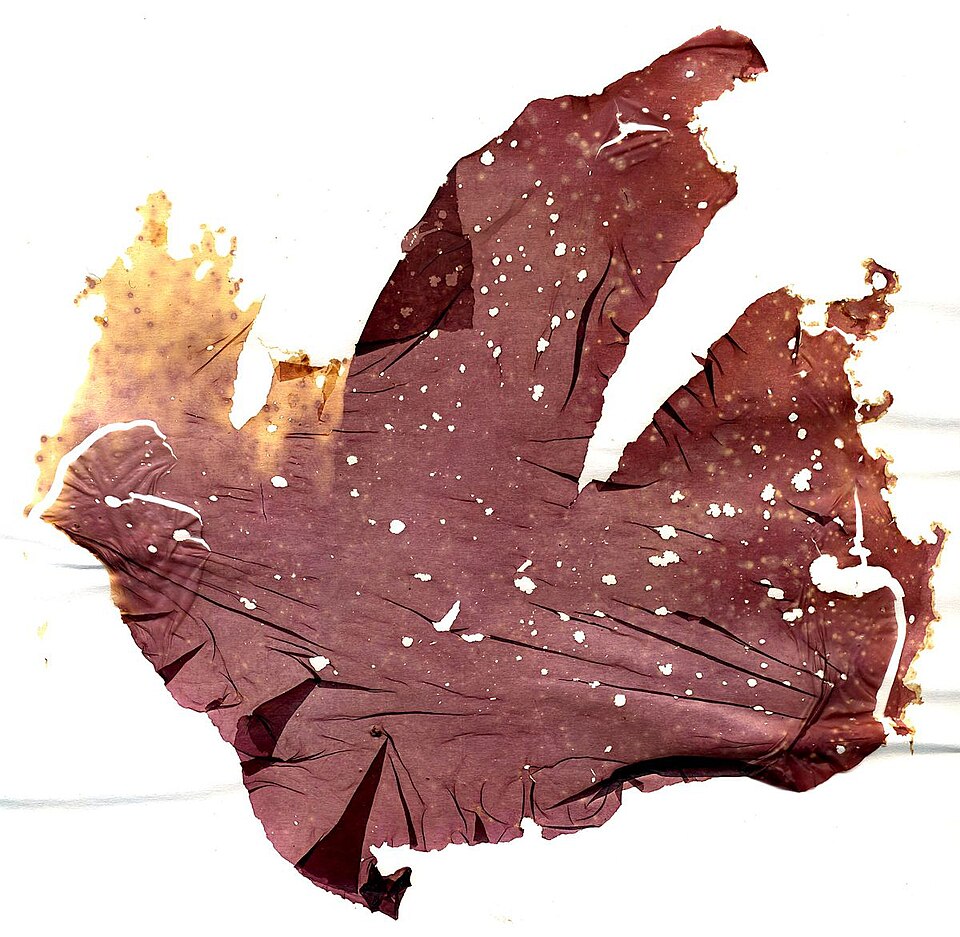 Porphyra yezoensis (Susabi-nori) — photo
