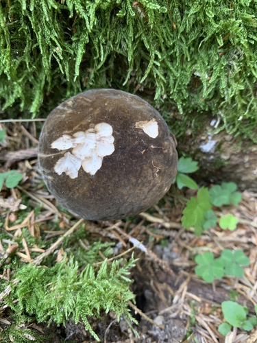 Porphyrellus pseudoscaber — photo