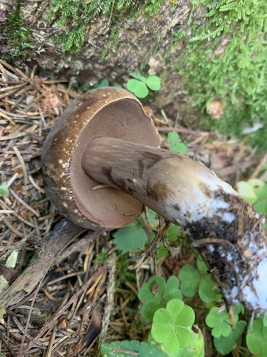 Porphyrellus pseudoscaber