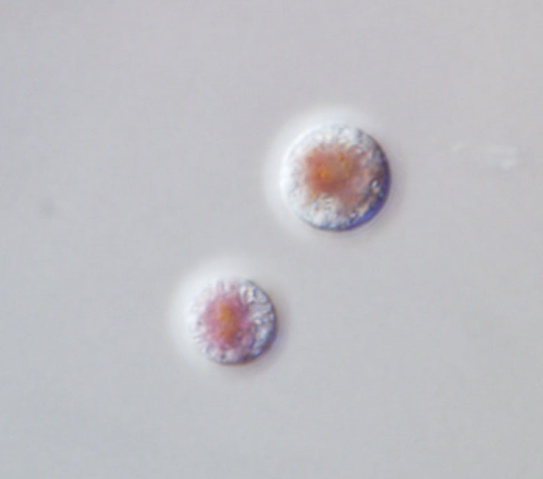 Porphyridiaceae